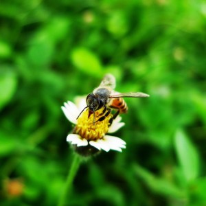 lebah pekerja