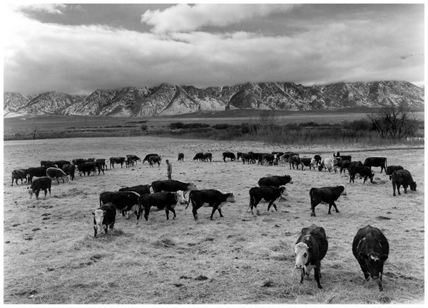 Cattle in south farm Manzanar Relocation Center California 1943