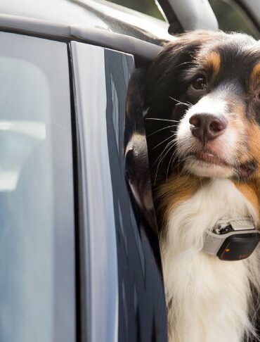 Tagg: Alat Pelacak Untuk Hewan Kesayangan 25 tagg 2