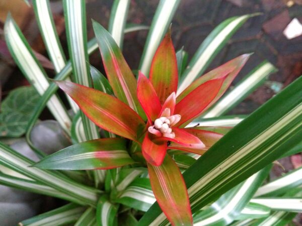 Review Smartfren Andromax R2 34 Outdoor 3 scaled