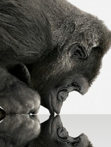 Gorilla Glass 5
