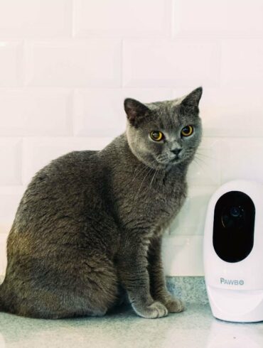 acer pawbokucing 1