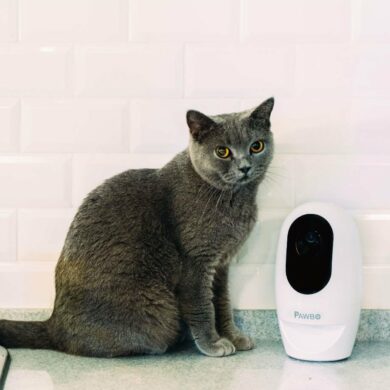 acer pawbokucing 1 acer pawbokucing 1