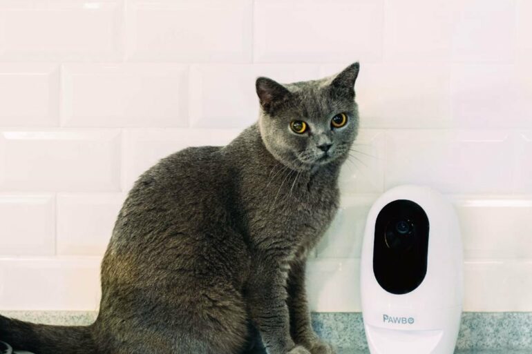 acer pawbokucing 1 acer pawbokucing 1