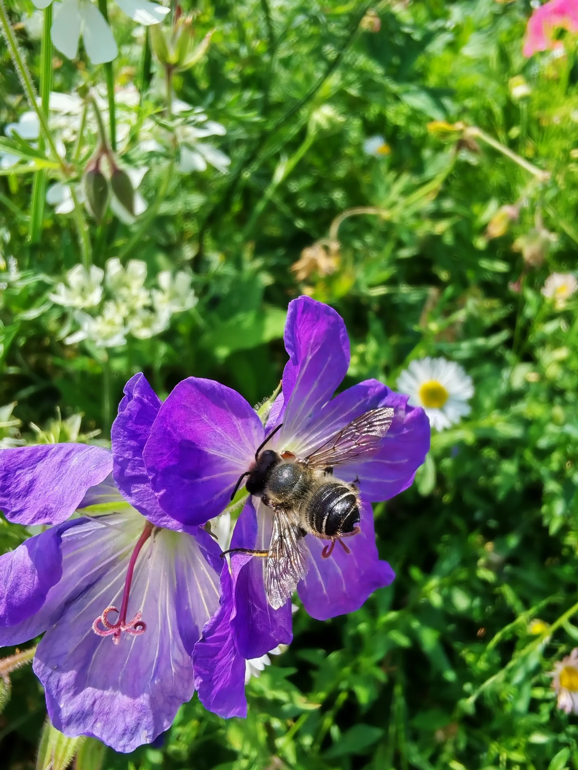 Detil pada lebah yang sedang menghisap sari bunga terlihat amat baik, walaupun bunga bergoyang ditiup angin 