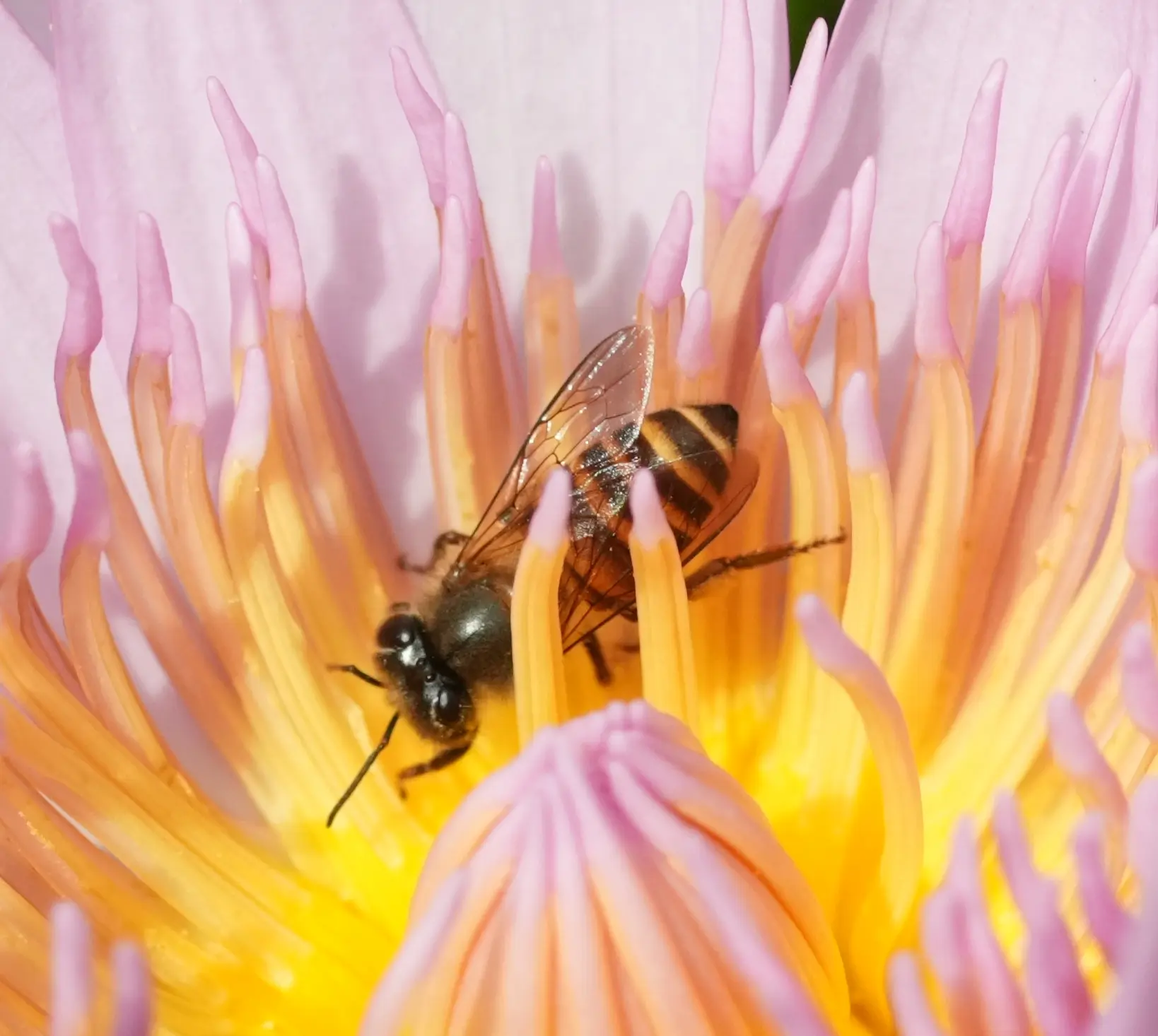 hasil foto sony rx1r iii bee macro