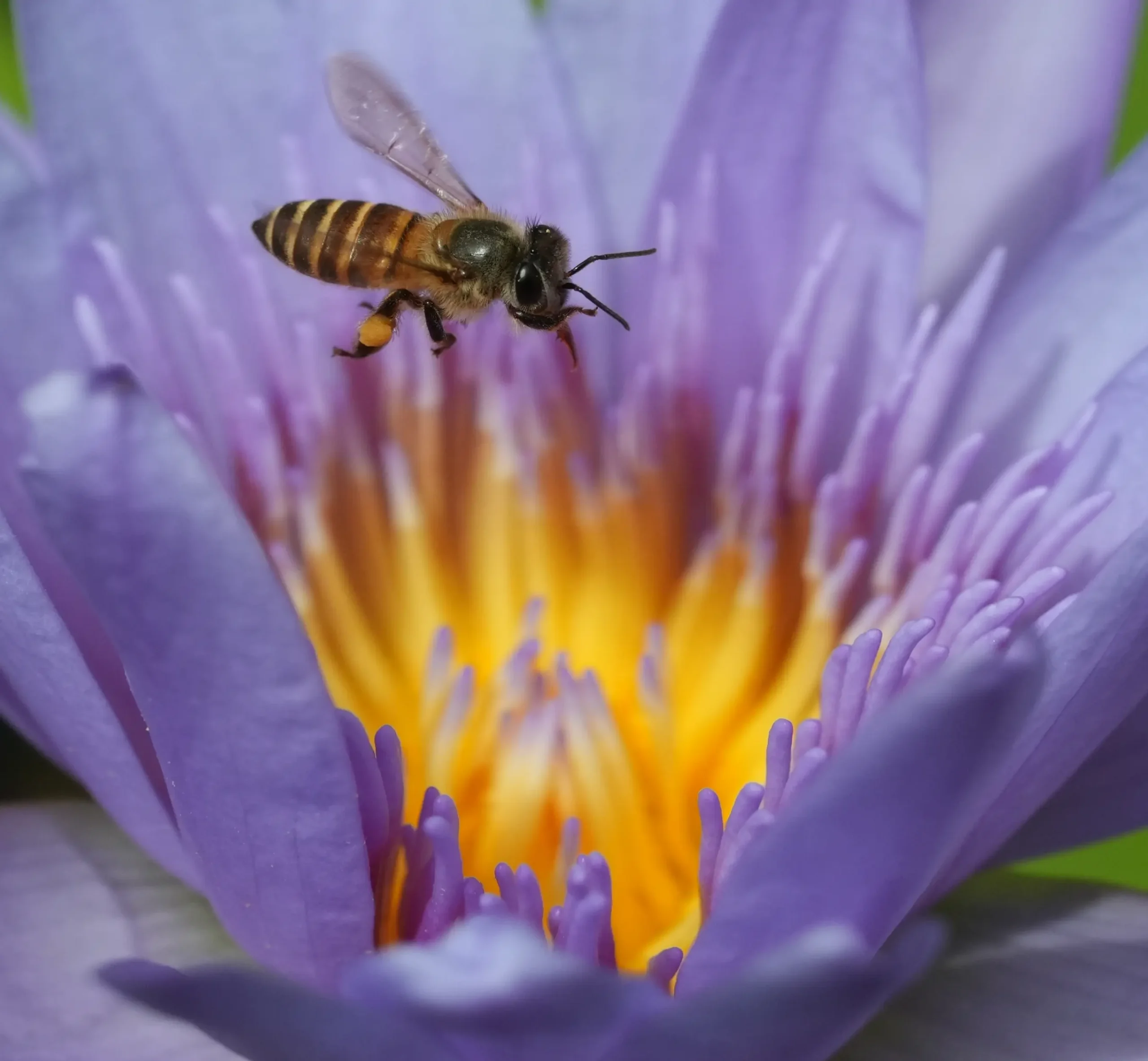 sony rx1r iii crop bee atas bunga scaled